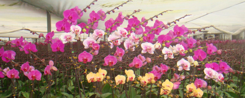 蝴蝶兰有毒吗 蝴蝶兰有毒吗能放室内吗