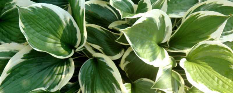 万年青放哪（万年青放哪里）