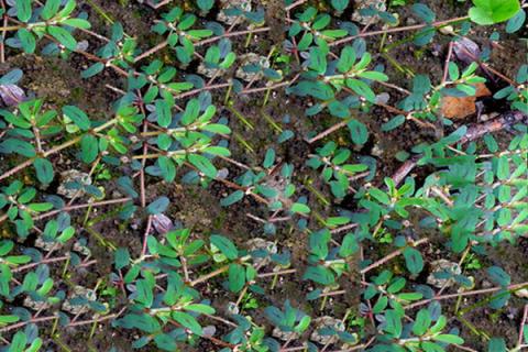 奶浆草的功效与作用