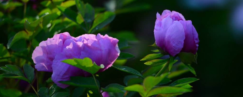 芍药枝株太多怎么办 芍药徒长怎么办