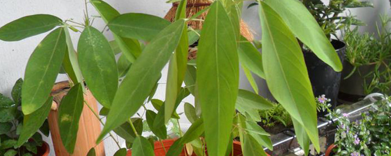 可爱的植物（可爱的植物名字）