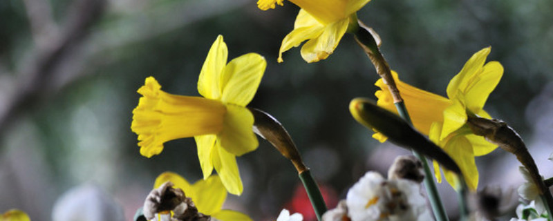 洋水仙的养殖方法 洋水仙的养殖方法时间