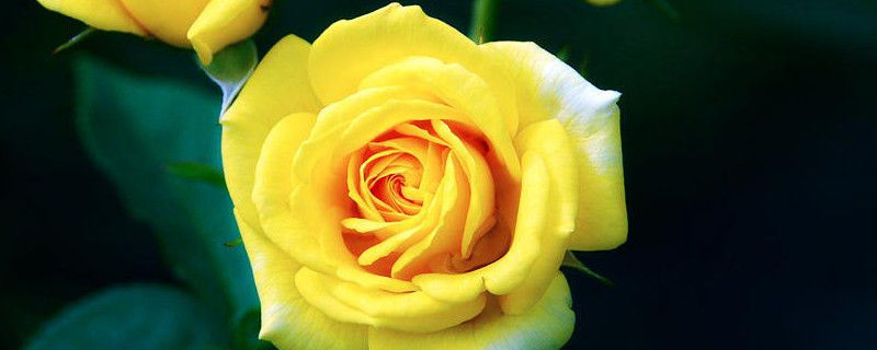 月季花用什么花盆 月季花用什么花盆比较好