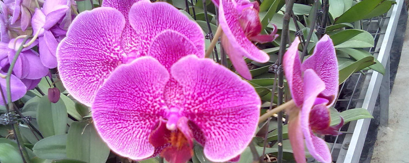 蝴蝶兰怎么支架子（蝴蝶兰一定要支架子吗）