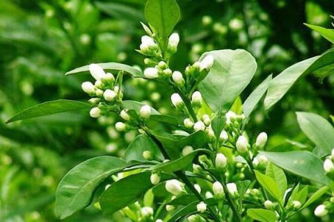 苦橙花的功效与作用