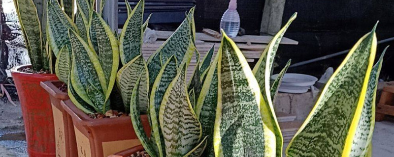 虎皮兰的分株移栽方法(虎皮兰可以分株移栽吗?)