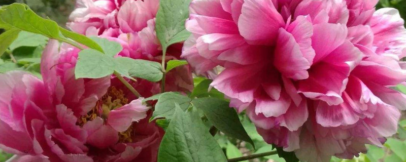 地栽牡丹怎么过夏天 夏天能栽牡丹吗