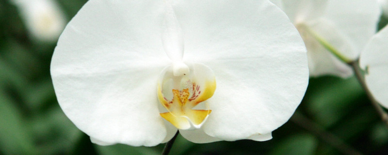 蝴蝶兰为什么叶子黄了是什么原因（蝴蝶兰的叶子发黄是怎么回事）