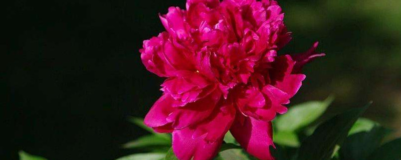 芍药花冬天就剩下根了吗（芍药花冬天会掉叶子吗）