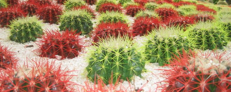 夏天长得快的植物（夏天长得快的植物,一天长多少）