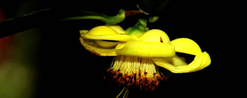 茶花春季养护注意事项 茶花的养护和注意事项