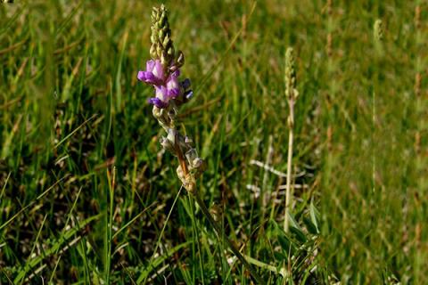醉马草的功效与作用