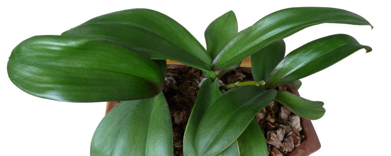 蝴蝶兰夏季花开过后怎么处理（开过花后的蝴蝶兰夏天怎么养）