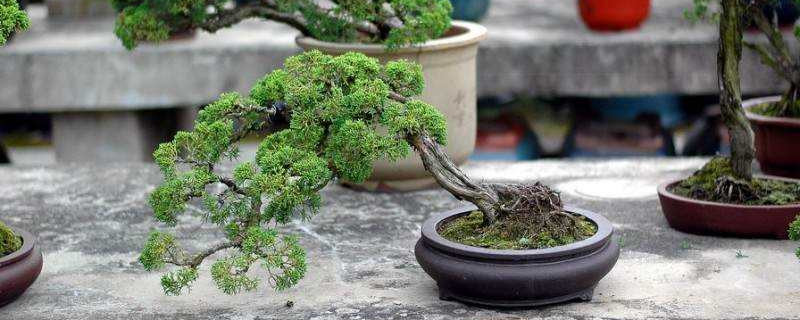 真柏盆景如何过冬（真柏盆景冬季耐寒吗）