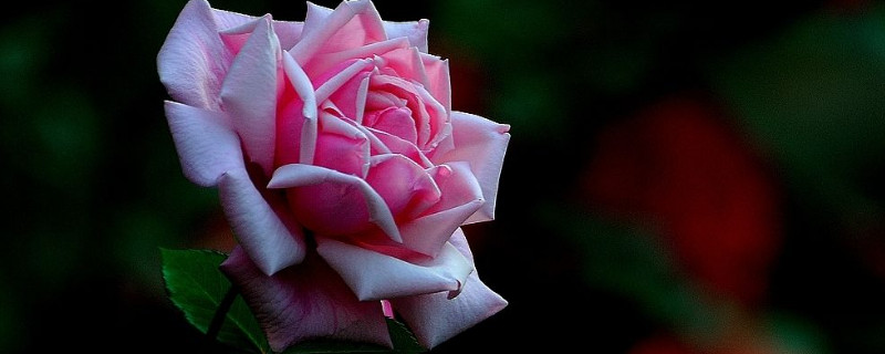 月季花为什么不长花苞 月季花徒长不长花苞