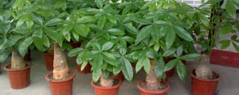 砍头的发财树怎样长高（发财树长高可以把头剪断吗?）