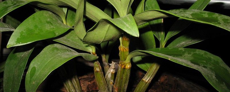 球花石斛的养殖方法及注意事项 球花石斛怎么养