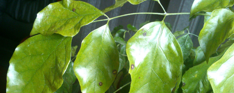 幸福树冬天怎么浇水（幸福树冬天用温水浇吗）