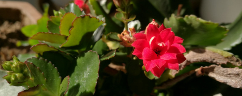 长寿花冬季怎么养殖(长寿花冬季怎么养殖开花)