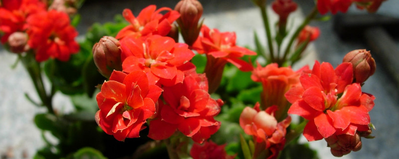 长寿花剪枝后怎么养护（长寿花花期过后剪枝怎么剪）