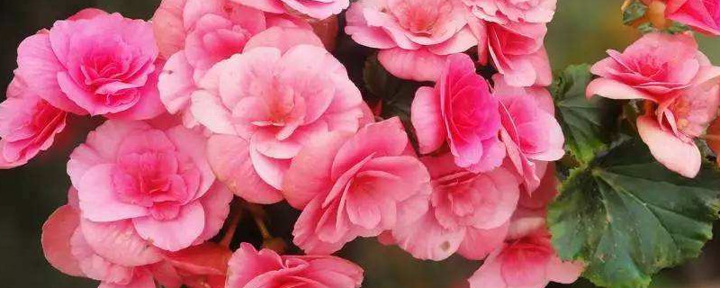 天竺葵缺水的症状（天竺葵缺肥的症状）