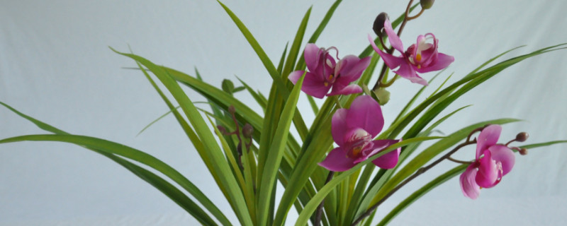 蝴蝶兰能放卧室吗 蝴蝶兰可以放卧室里吗