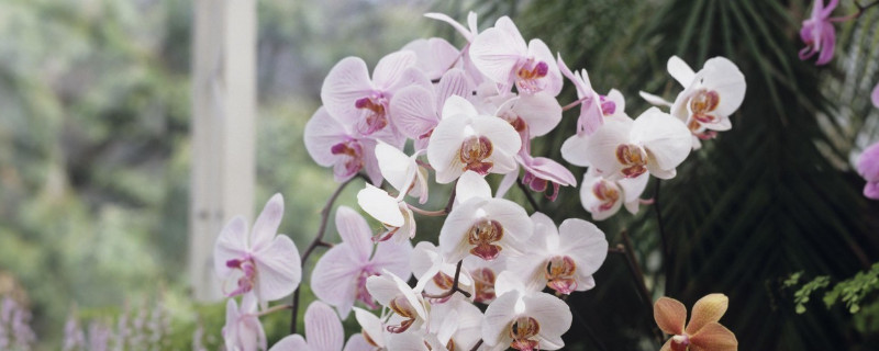 蝴蝶兰的常见病虫害及防治方法 蝴蝶兰常见病以及防治
