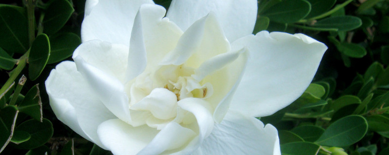 栀子花春天不长叶怎么办 栀子长叶不开花怎么办