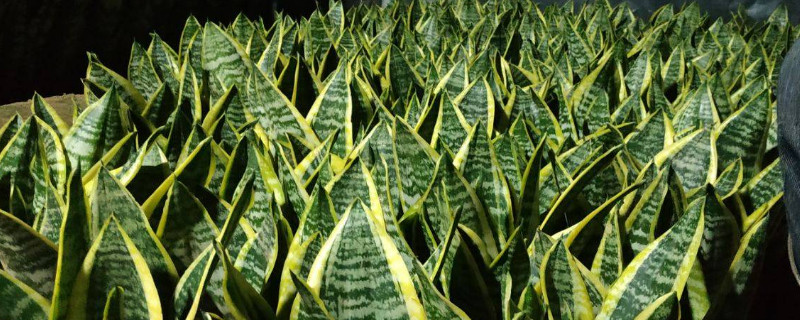 虎皮兰怎么才能不弯（虎皮兰弯曲）