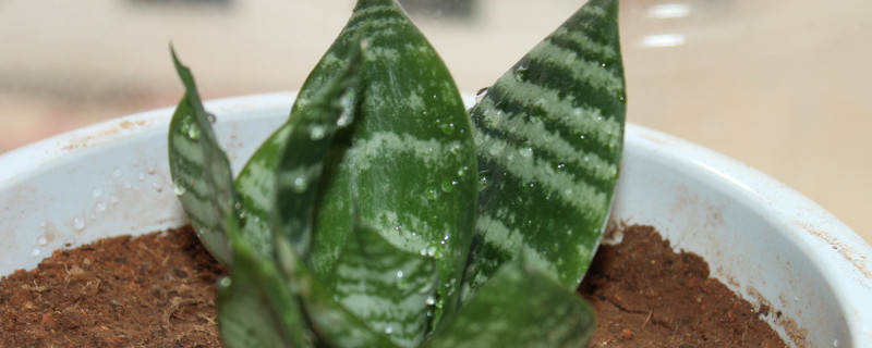 裸根虎皮兰上盆几天生根 虎皮兰裸根种下多久服盆