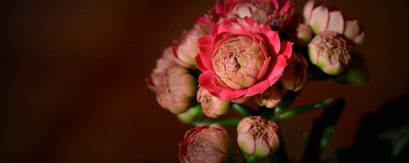 长寿花夏天不开花吗（长寿花夏天不长）