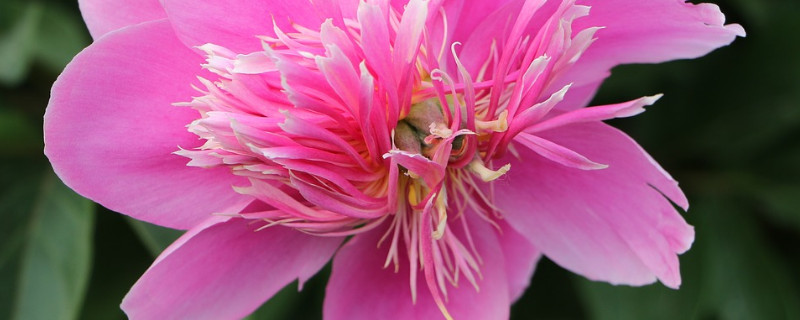 芍药花的叶子黄了需要修剪吗 芍药花什么时候把叶子剪掉