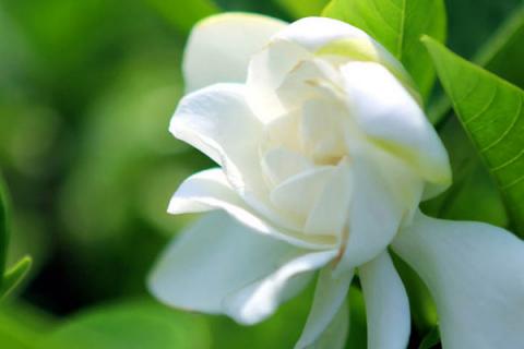 斑叶栀子花有几种