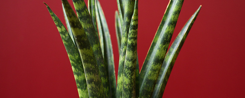 虎皮兰夏天怎么养护 虎皮兰夏天怎么养护?