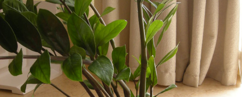 金钱树冬天怎么保暖（金钱树冬天的养护）