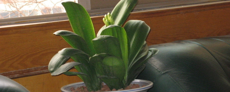 君子兰秋季养护方法(君子兰秋冬季养护)