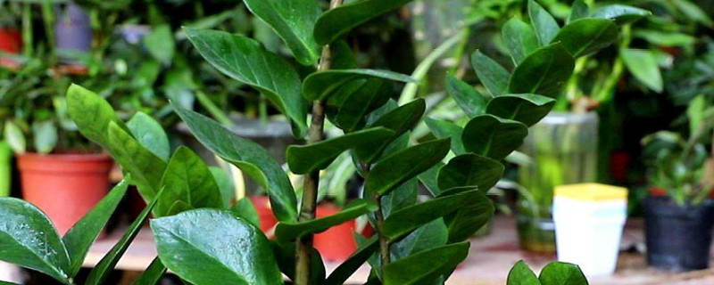 金钱树秋天可以换盆吗 金钱树夏天换盆可以吗