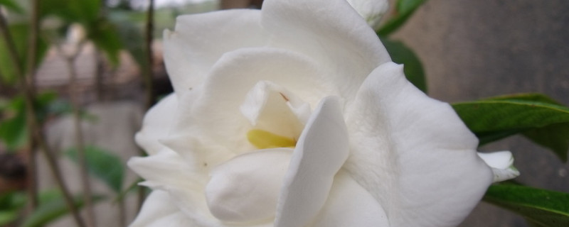 栀子花夏季休眠吗 栀子花夏天休眠吗休眠多长时间