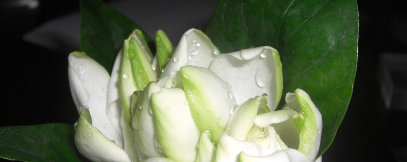 栀子花夏季怎么浇水（栀子花夏季怎么浇水浇什么水最好）