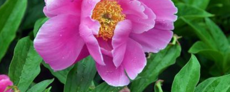 芍药地栽好还是盆栽好 芍药用什么土栽最好