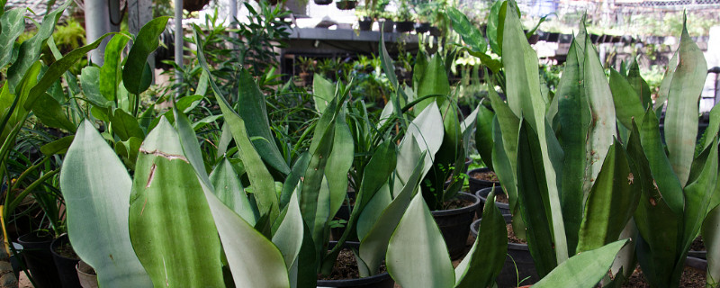 虎皮兰烂根晾几天（虎皮兰冬天烂根的原因及处理方法）