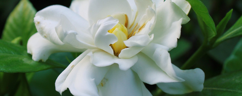 栀子花叶子蔫了有救吗(栀子花叶子全蔫了,是不是死了)