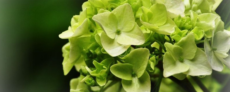 绣球花冬天要修剪吗（绣球花冬天什么时候修剪）