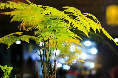 文竹的功效与作用