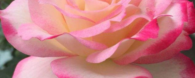 玫瑰多久发芽 玫瑰发芽要多久