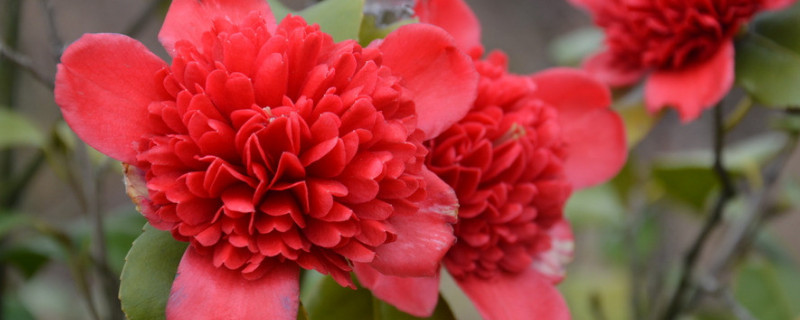 茶花怕冻吗 茶花怕冻吗视频