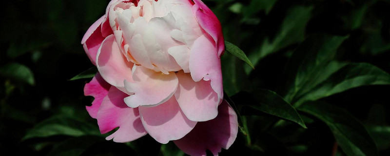 芍药花的叶子有几种 芍药花的叶子长什么样