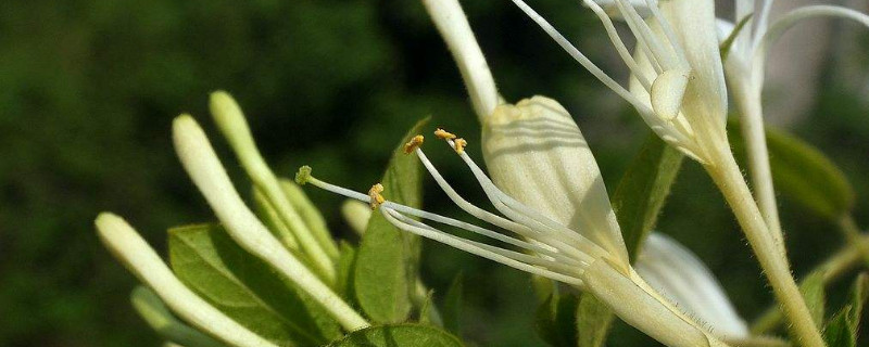 金银花怎么修剪开花多 金银花开花后修剪