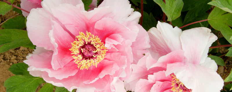 地栽牡丹秋季如何养护（牡丹怎样栽种和养护）