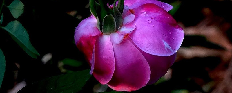 月季花为什么不开花（月季花为什么不开花作文）